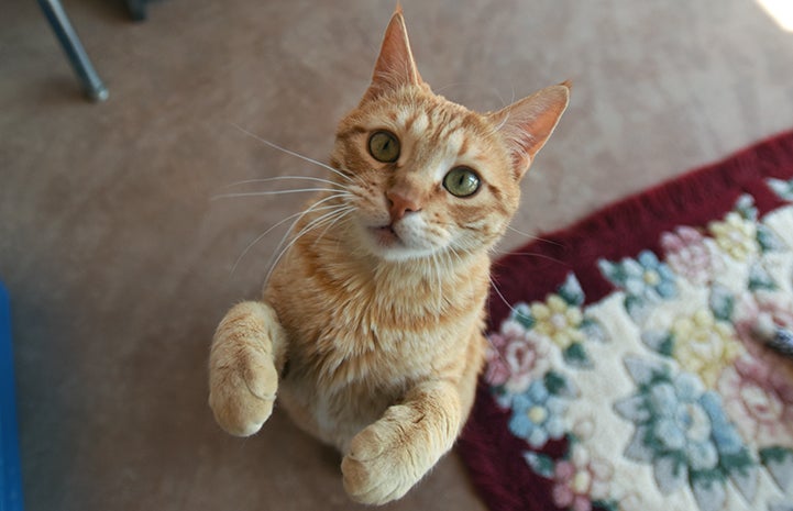 Boris the epileptic orange tabby cat jumping up to play