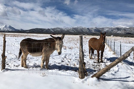 Chuck the horse and Speedy the donkey in a pasture at their new home in the snow