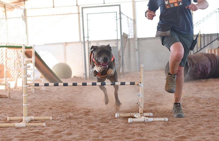 For Moose the dog, agility was the winning ticket