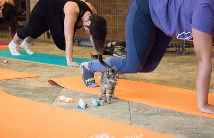 People doing a yoga pose with with a kitten walking around them