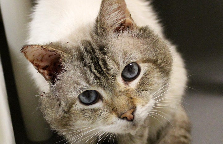 Hubba Bubba the Siamese mix cat had a large tumor on his ear in addition to a FIV diagnosis