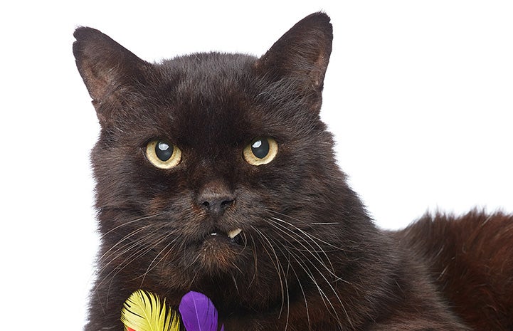 Marshmallow, a black cat with snaggletooth with two feathers in front of him