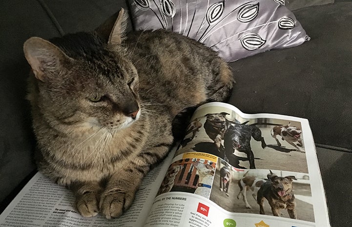The Best Friends magazine makes a good bed for Hob