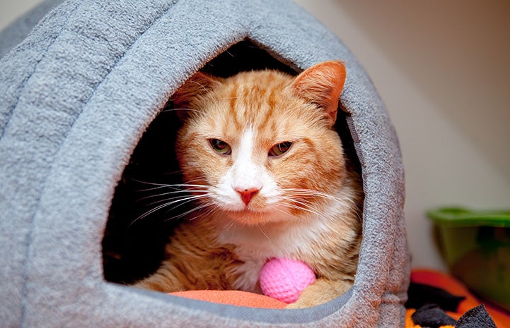 Johnsy the cat lying in an enclosed cat bed