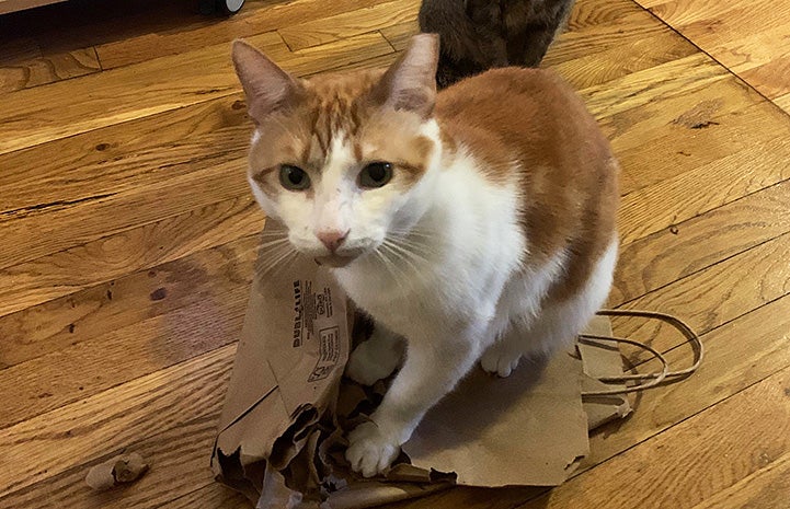 Levi the cat sitting on a paper bag on the floor