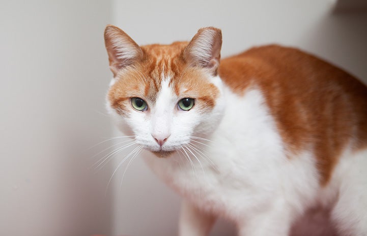 Levi the orange and white cat when he was available for adoption