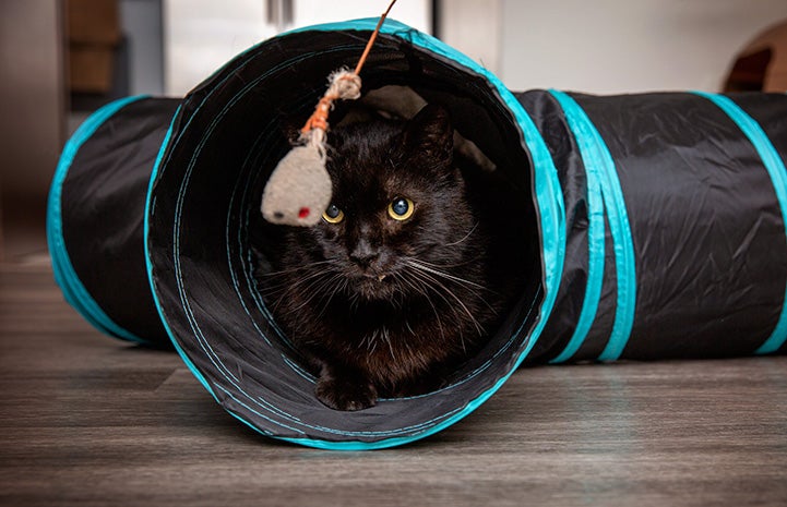 Marshmallow the cat in a play tunnel looking at a hanging toy