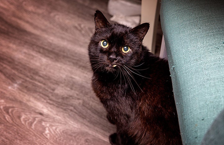 Black cat Marshmallow looking up from under a chair