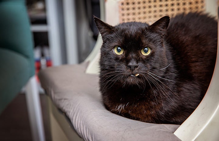 Marshmallow the black cat with a snaggletooth, lying on a chair