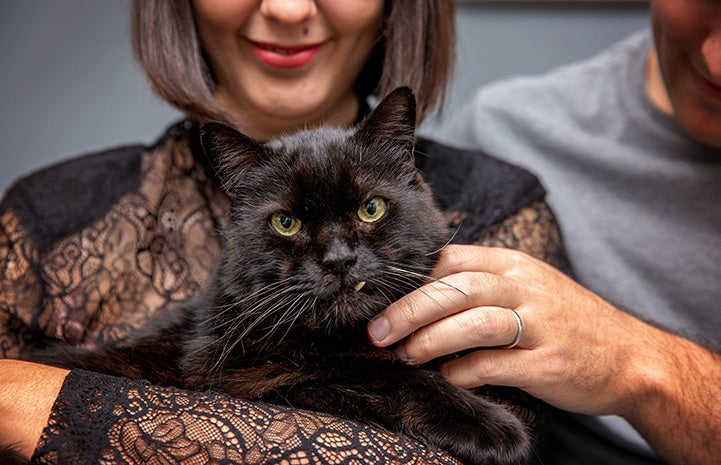 Marshmallow the cat lying on the lap of the woman who adopted him, with his snaggletooth sticking out