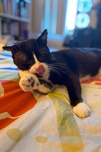 Mr. Gepetto the cat lying on a bed and licking his lips