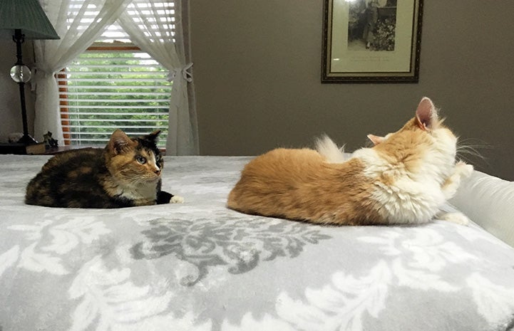 Emma and Hastings, the adopted cats, lying on a bed