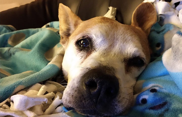 Older brown dog lying down on a blanket