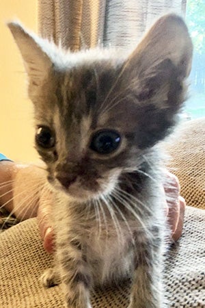 Gray tabby foster kitten