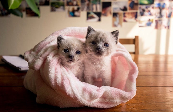Two Siamese mix kittens wrapped together in a pink fluffy blanket