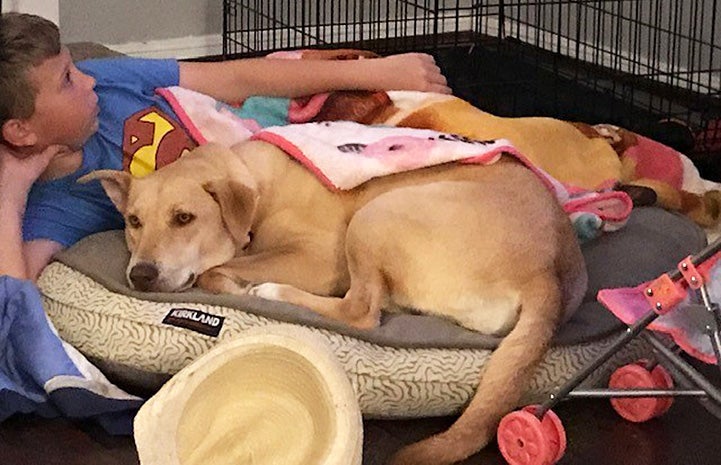 Harley the Lab lying on a dog bed next to a young boy