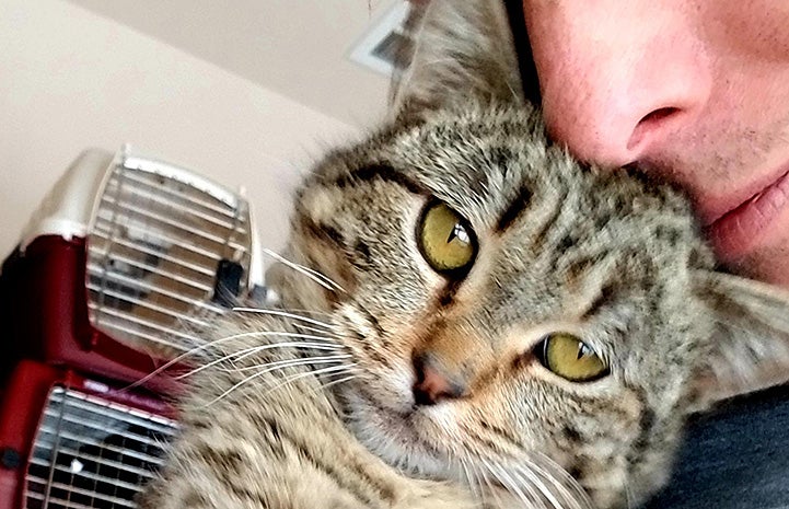 Person cradling Dunkaroo the brown tabby cat next to face