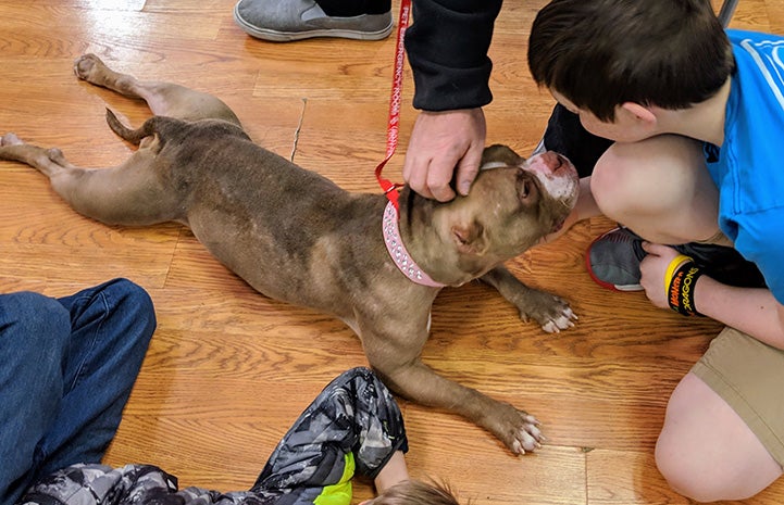 Midge the pit bull terrier lying on the ground with all four feet splayed out while multiple people pet her