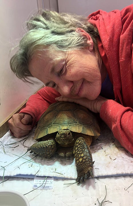 Animal care float Chris leaning down to be next to Kalahari the desert tortoise