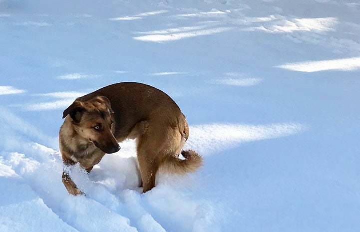 Jalapeño the dog playing in the snow