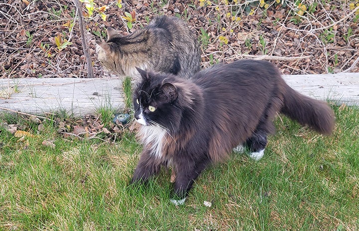 Rico and Kelly the cats standing outside on some green grass