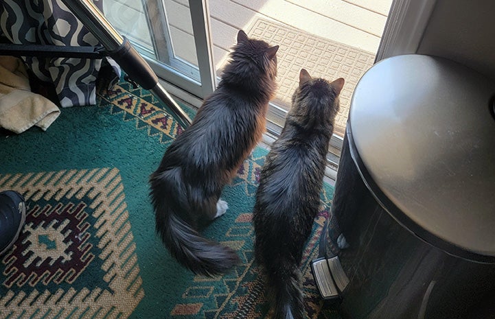 Rico and Kelly the cats looking out a glass door