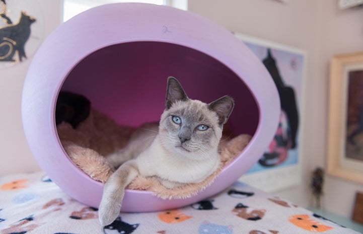 Abraham the Siamese mix kitten lying in a lilac-colored, egg-shaped cat bed