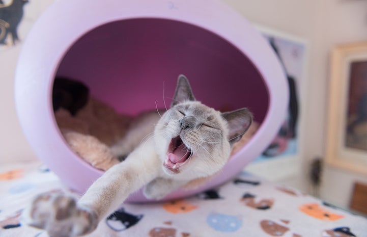 Abraham the Siamese mix kitten yawning while lying in a lilac-colored, egg-shaped cat bed