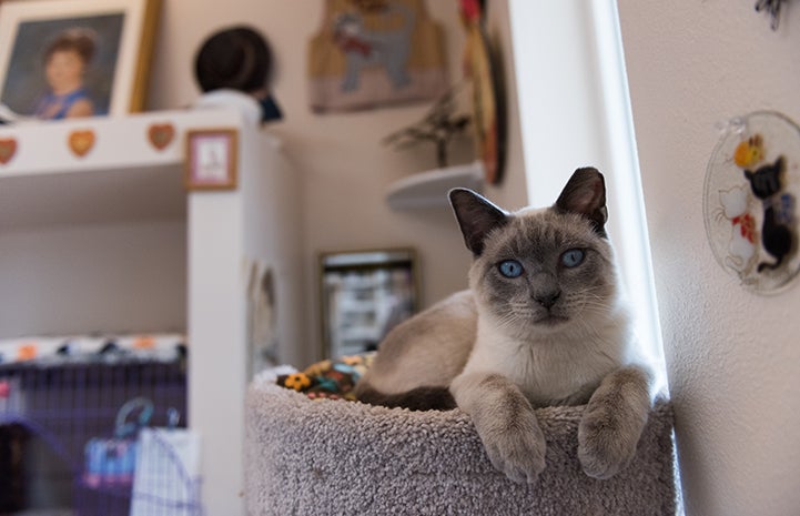 Abraham the Siamese kitten lying on the top of a cat tree