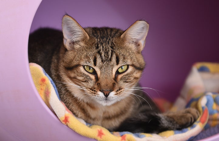 Alfonso the brown tabby kitten in a lilac cat bed