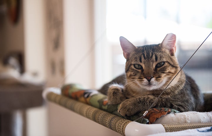 Alfonso, the brown tabby kitten, lying on a cat shelf