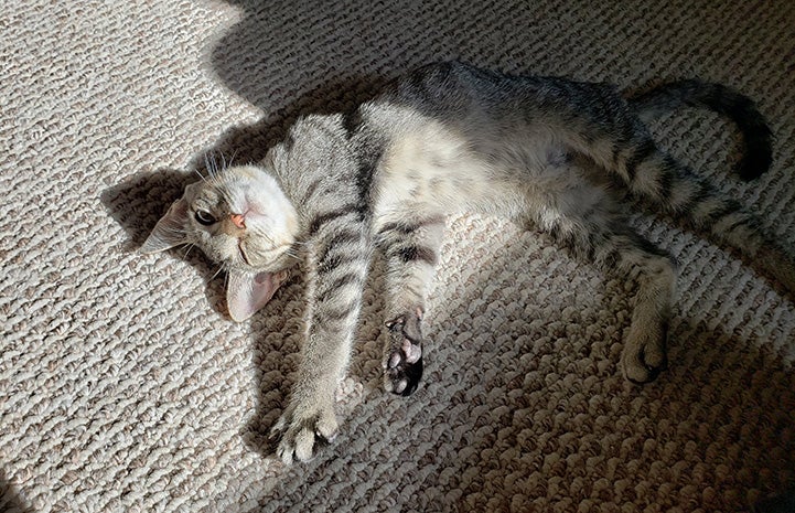 Tabby kitten Perry lying in a sunbeam on the carpet