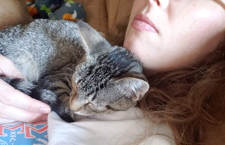Perry the tabby kitten lying on the chest of a woman