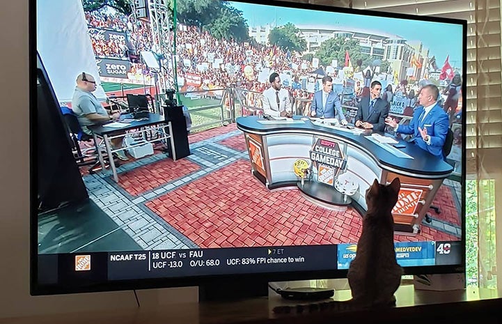 Perry the kitten watching a sports program on a television set