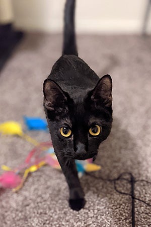 Kai the black kitten, walking toward the camera with a wand toy under him