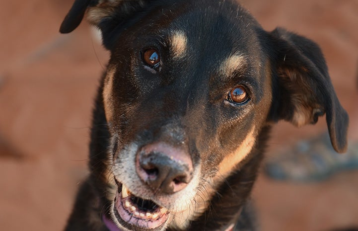 A close-up face shot of Corban the dog
