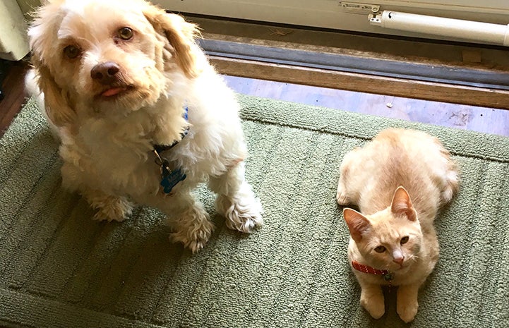 Westley was adopted and now has a big, caring support system, including three kids, two dogs and two other cats