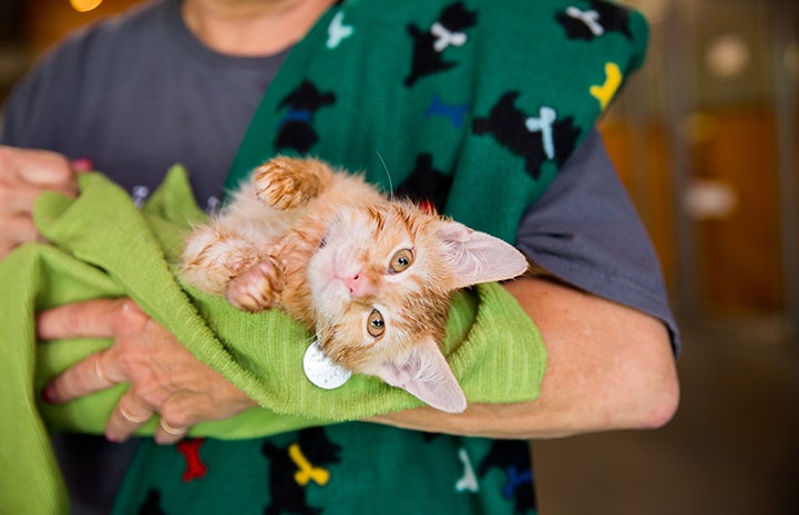 The kittens didn't see themselves as having special needs, so that gave them character