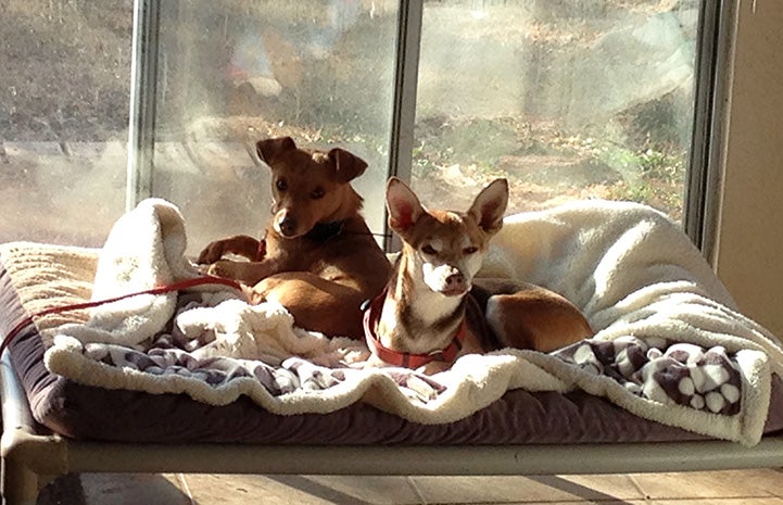 Bean the dog lying with Buddy the Chihuahua mix on a bed next to a window