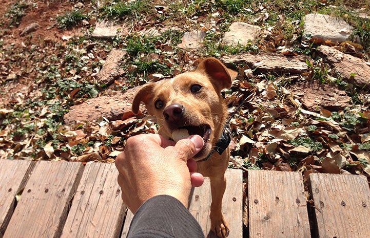 Bean the shy brown dog taking a treat from Raven's hand