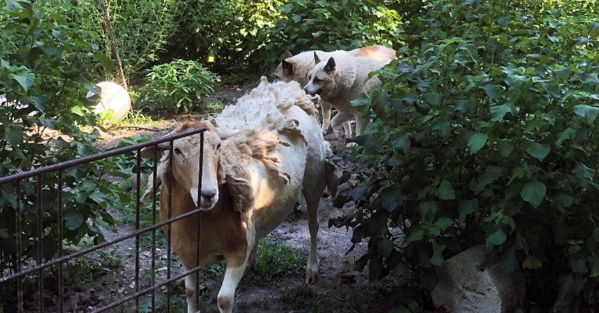 Two shepherd dogs walking behind a sheep in a garden