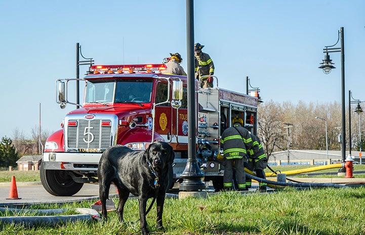 Smokey the firehouse dog in front of a fire truck with multiple firemen