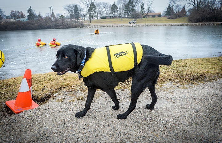 Smokey the firehouse dog at a lake with firemen participating in a water rescue