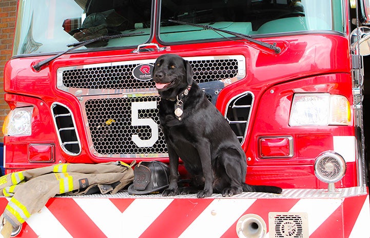 Smokey the firehouse dog with his tongue out on a fire truck next to a fireman's helmet and coat