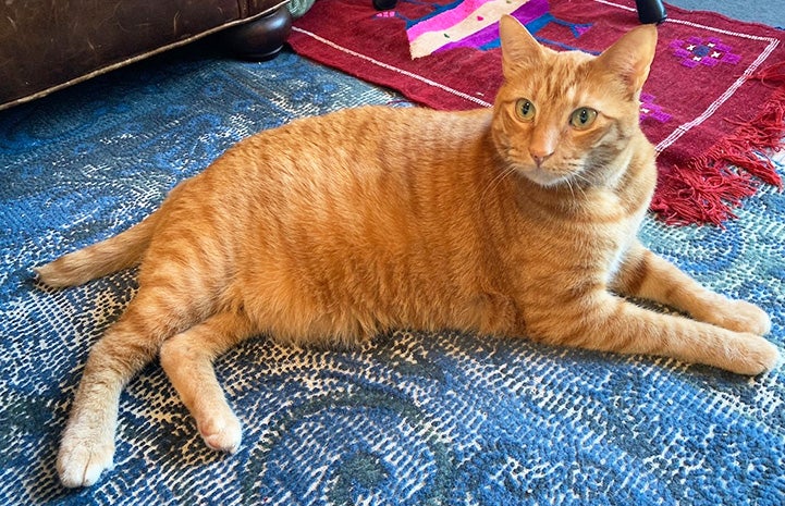 Cosmo the orange tabby cat lying down on a blue rug