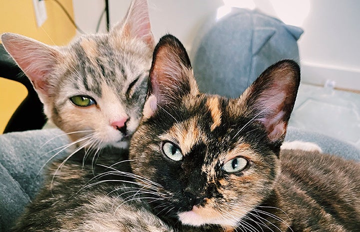 Fate and Cypress, calico and dilute calico kittens, lying snuggled up next to each other