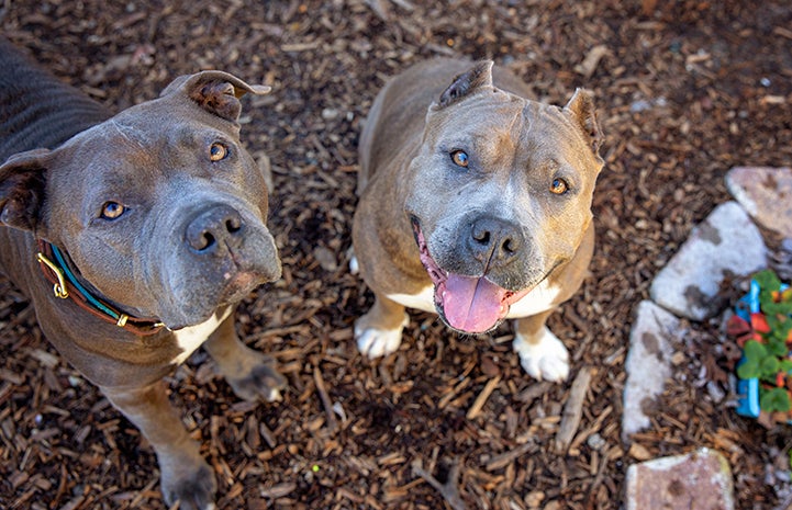 Thelma and Louise, two gray and white pit-bull-type dogs