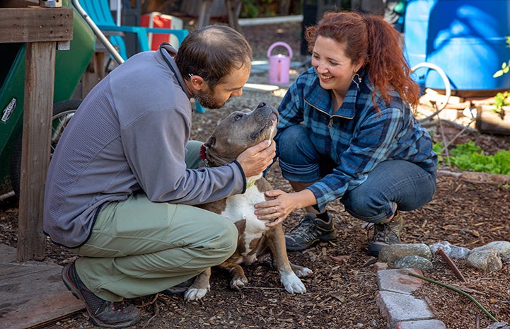 Smiling woman and man squatting next to a gray and white pit bull type dog