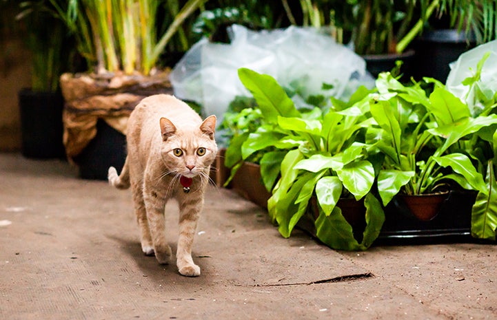 Tom, the flower shop cat, has a job to keep the mice away