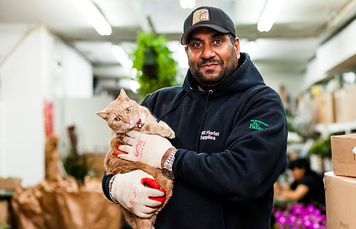 Tom, a shorthair cream tabby, being held by his adopter inside a flower shop